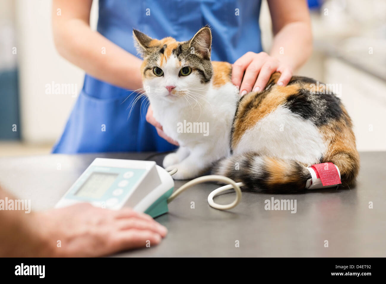 L'examen vétérinaire en chirurgie vétérinaire chat Banque D'Images