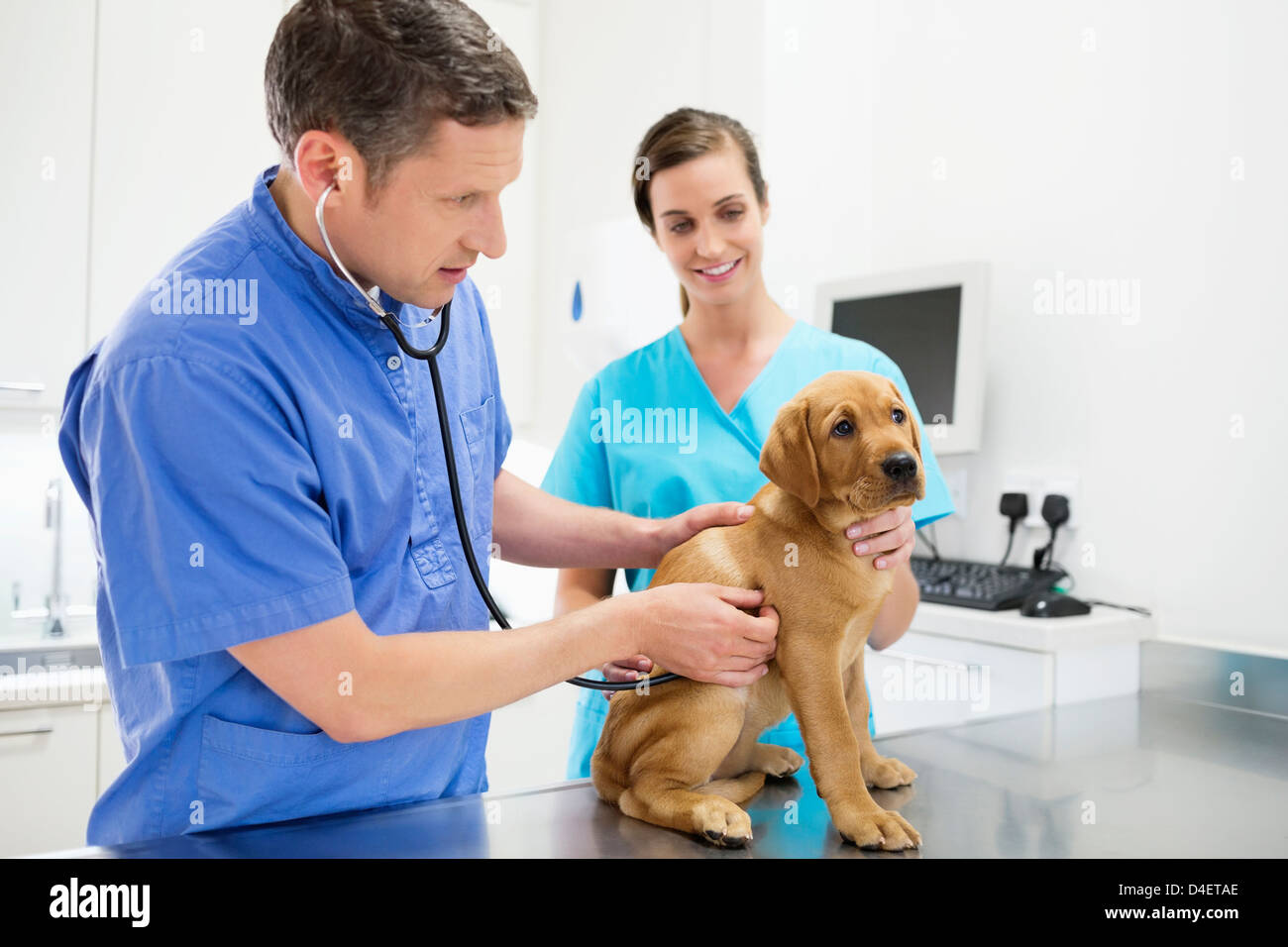 L'examen vétérinaire chien dans la chirurgie de l'EFP Banque D'Images L'examen vétérinaire chien dans la chirurgie de l'EFP Banque D'Images