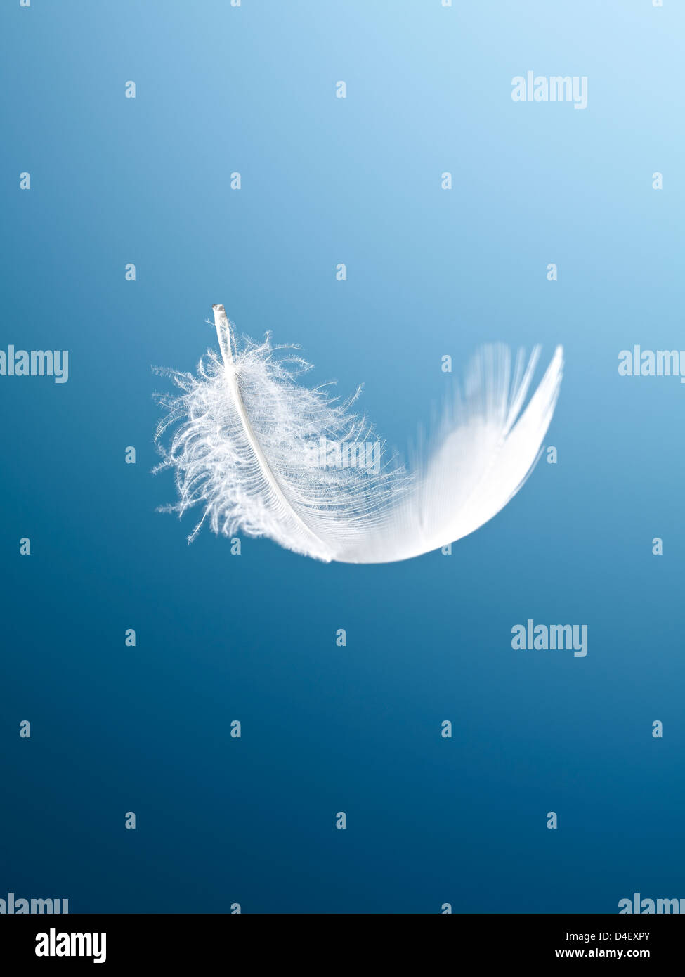 Feather flottant sur fond bleu Banque D'Images