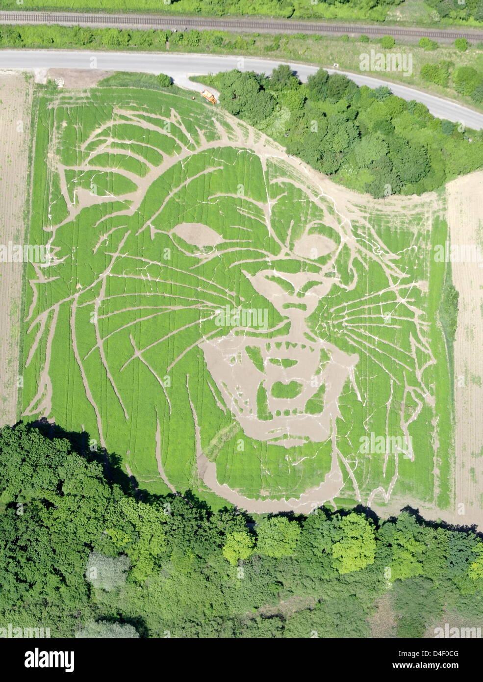 Le chef d'un lion est coupé dans un champ près de chanvre Utting, Allemagne, 31 mai 2008. Plus tard, un labyrinthe est créé avec les moyens de créer le contour du continent africain. Le domaine a été créé avec 450 000 graines de chanvre et 50 000 sun flower seeds. Le labyrinthe sera ouvert au public le 24 juillet 2008. Photo : PETER KNEFFEL Banque D'Images