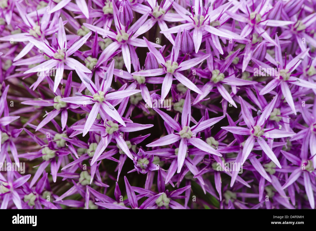 Close up of allium fleurs Banque D'Images
