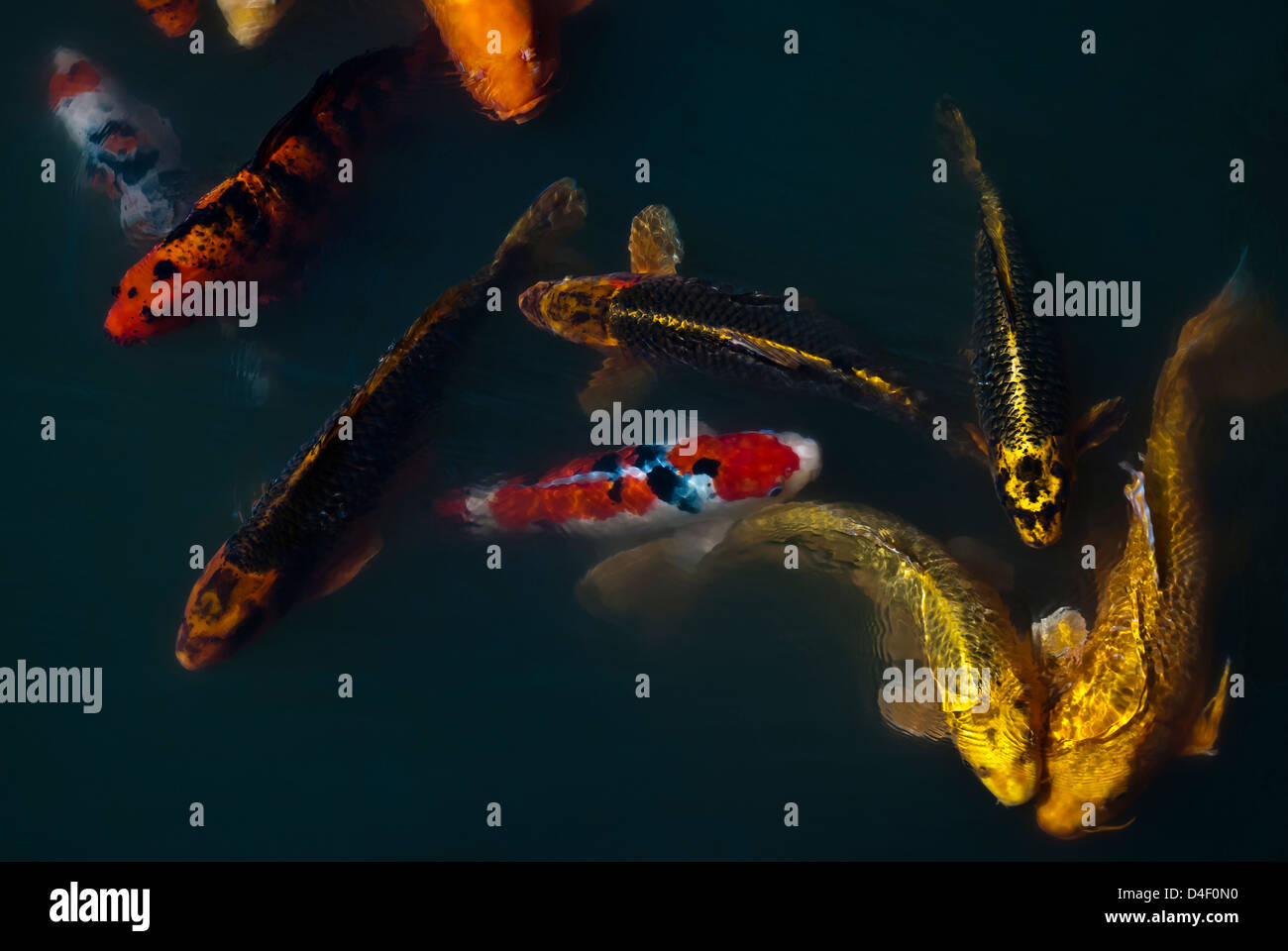 Nage du poisson la Carpe dans l'étang Banque D'Images