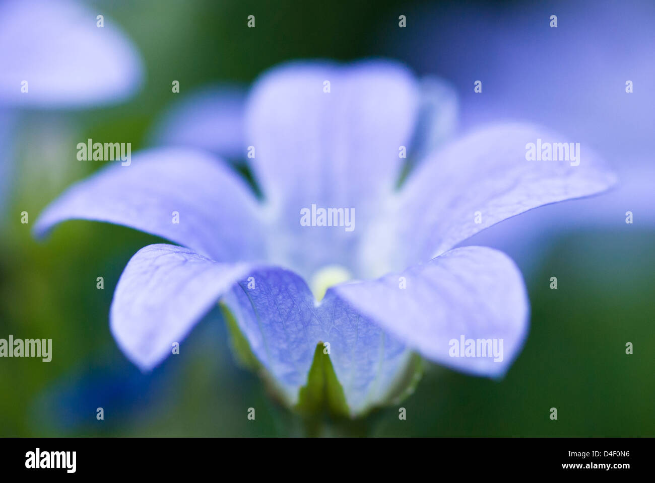 Close up de bellflower Banque D'Images