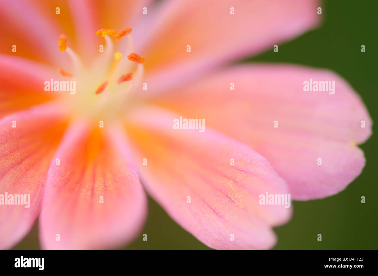 Close up of flower lewisia tweedyii Banque D'Images