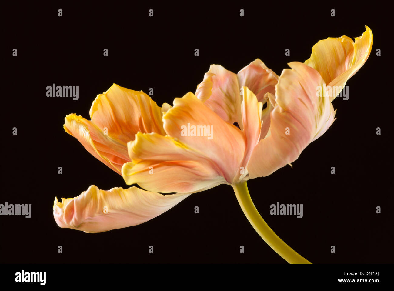 Close up of parrot tulip flower Banque D'Images