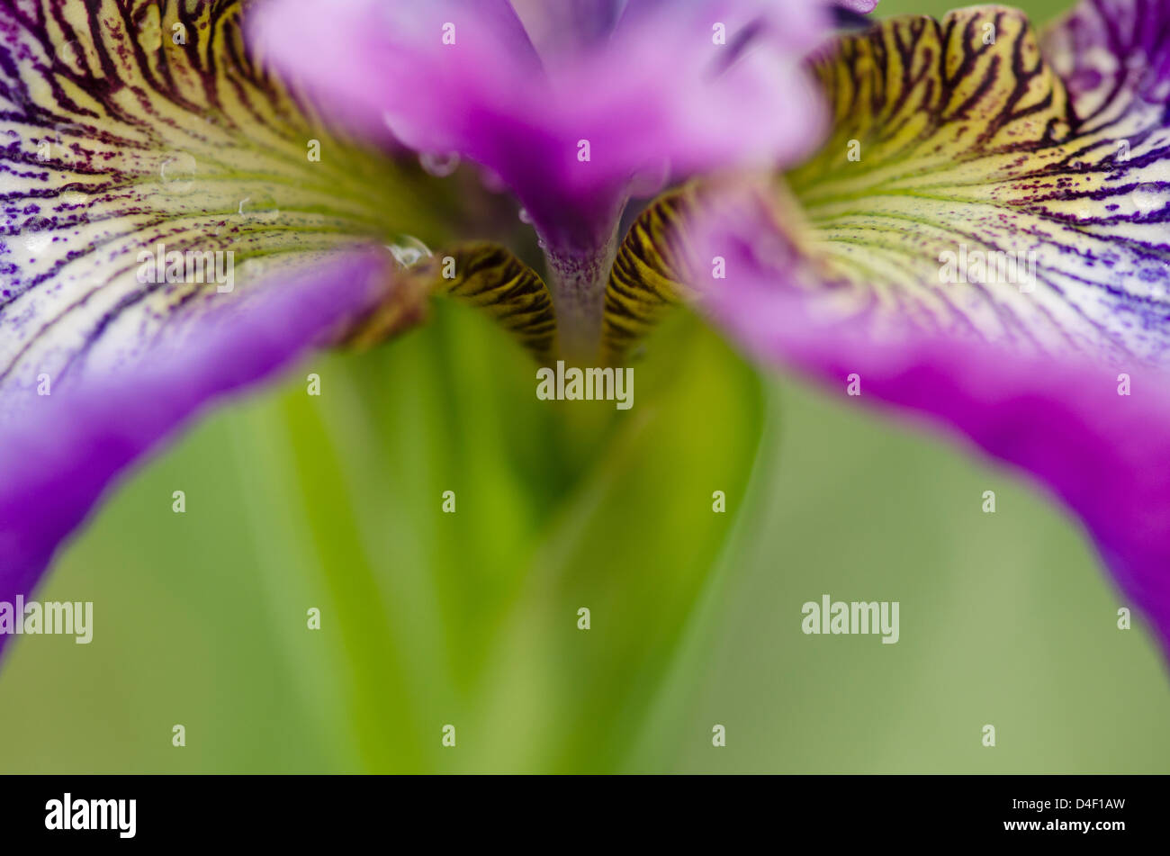 Close up of iris flower Banque D'Images