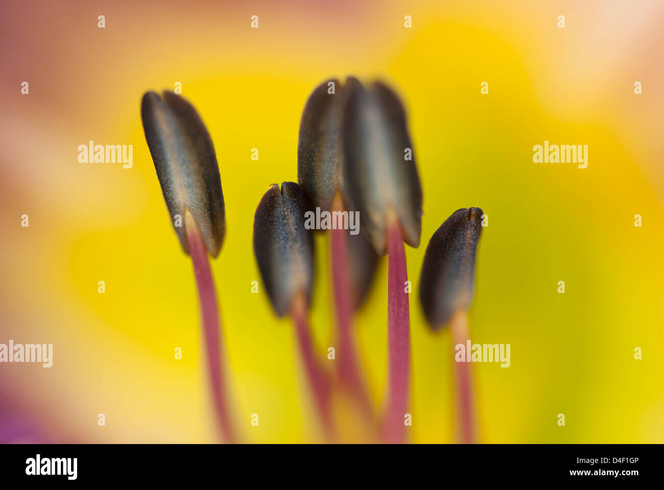 Close up of day lily étamines Banque D'Images