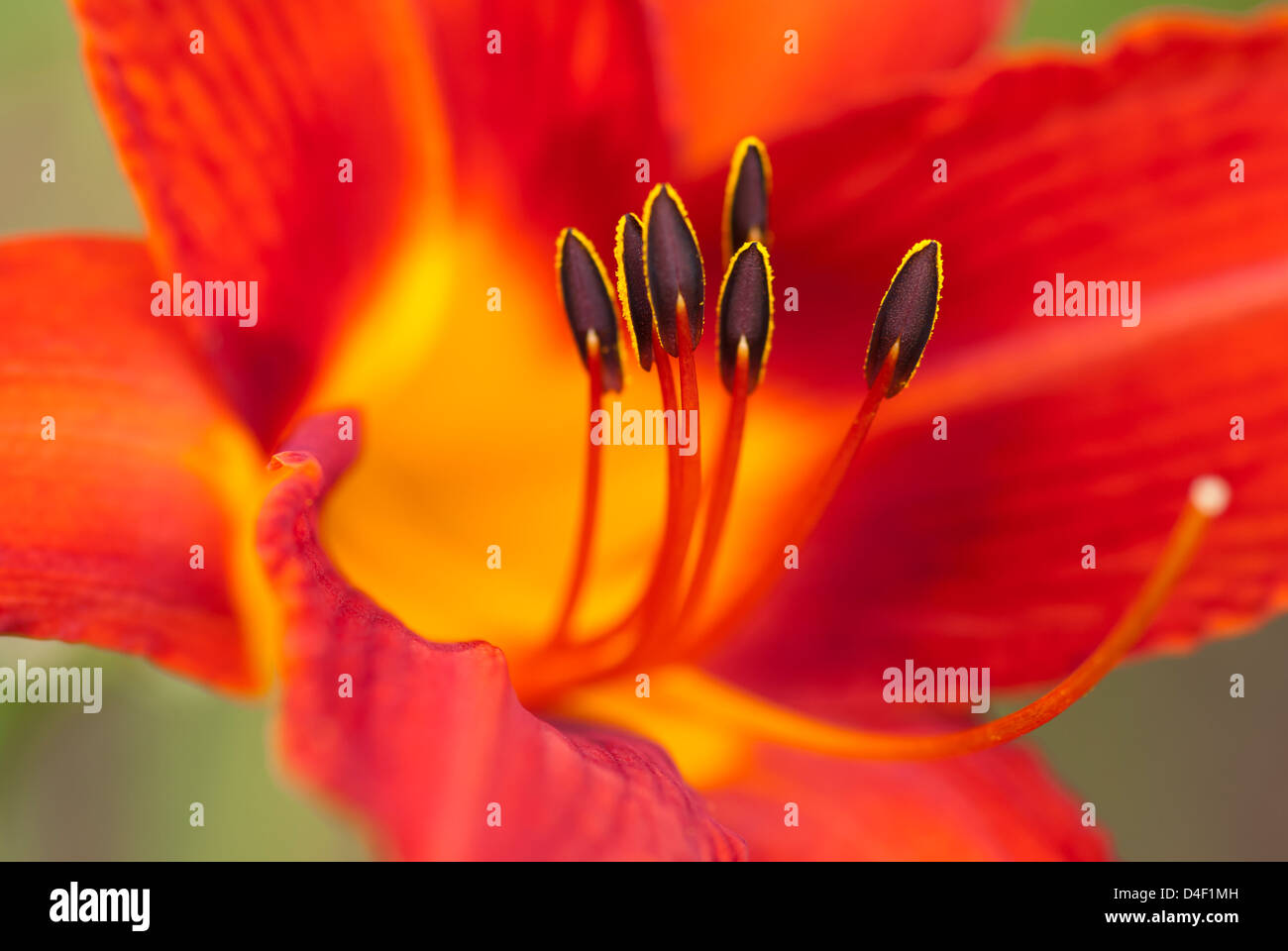 Close up de lis du jour Banque D'Images