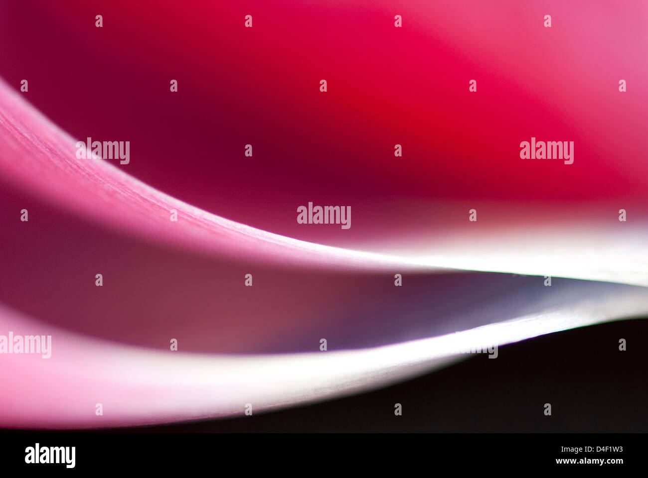 Close up of tulip petals Banque D'Images