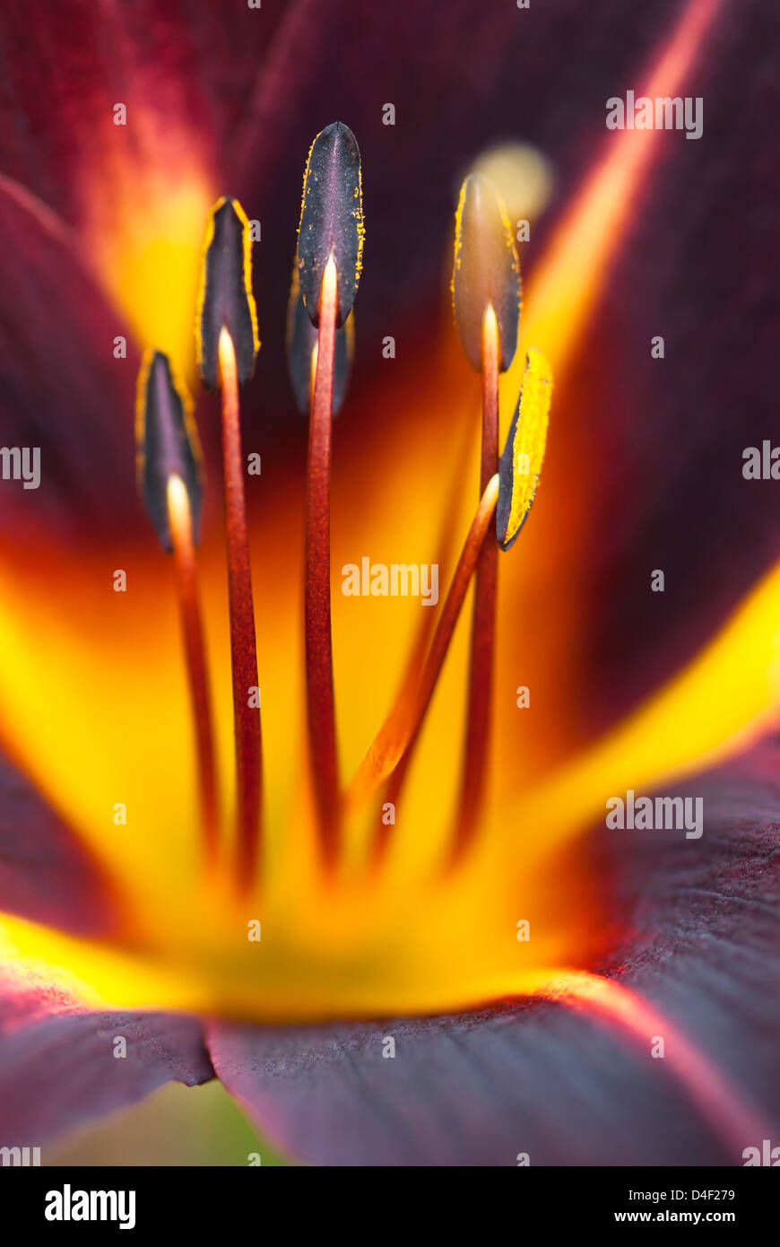 Close up de lis du jour Banque D'Images