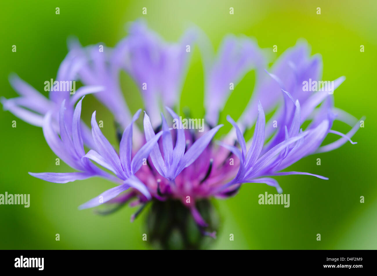 Close up de baccalauréat en fleur bouton Banque D'Images
