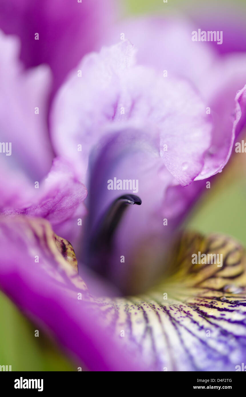 Close up of iris flower Banque D'Images