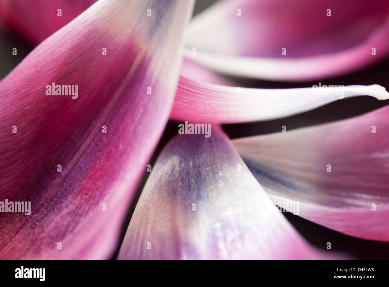 Close up of tulip petals Banque D'Images