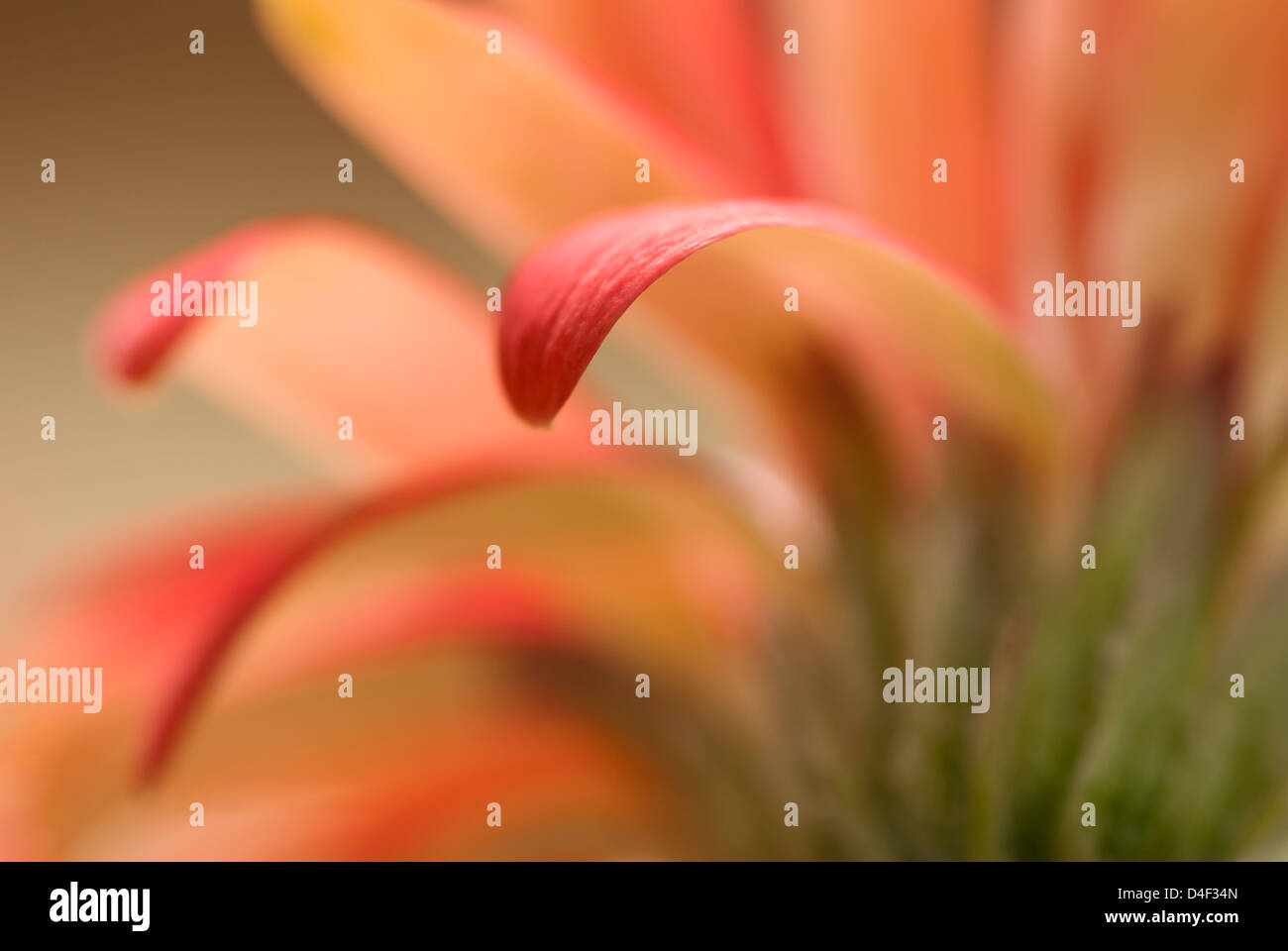 Close up de pétales de marguerites gerbera Banque D'Images