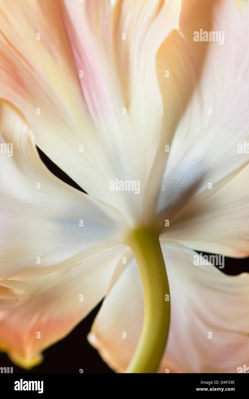 Close up of tulip stem Banque D'Images