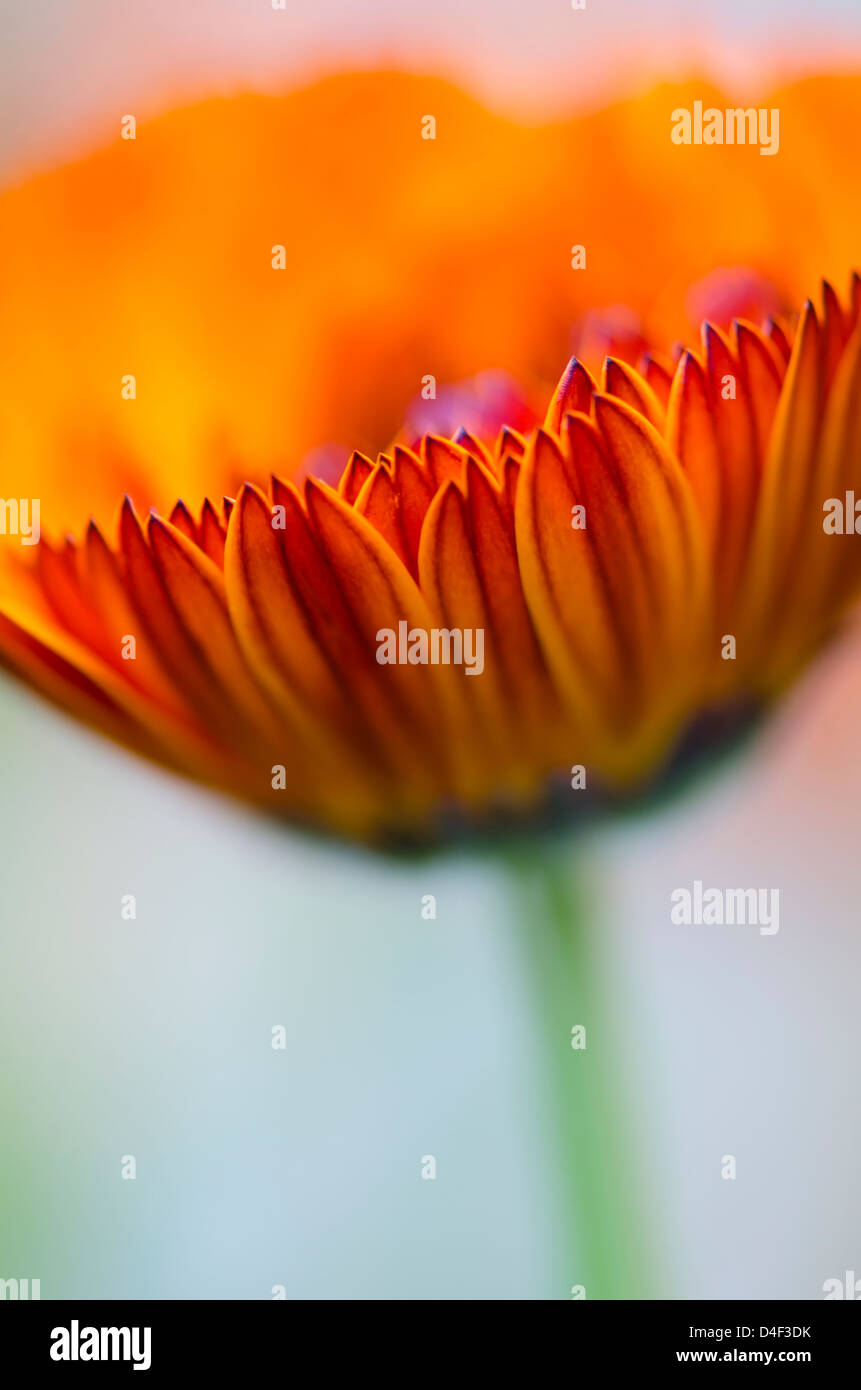 Close up de fleur de calendula Banque D'Images