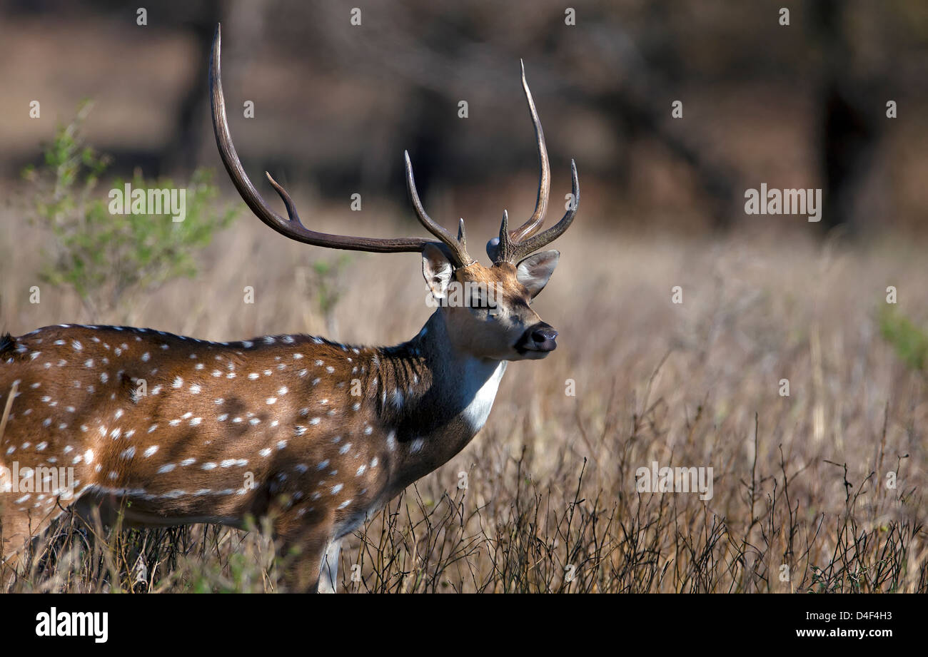 Spotted Deer Deer,bois,DE,Chital Deer,Chital,cerfs,Axis,Wild Animal mammifère,la faune,la faune,Indian,Wildlife Reserve Banque D'Images