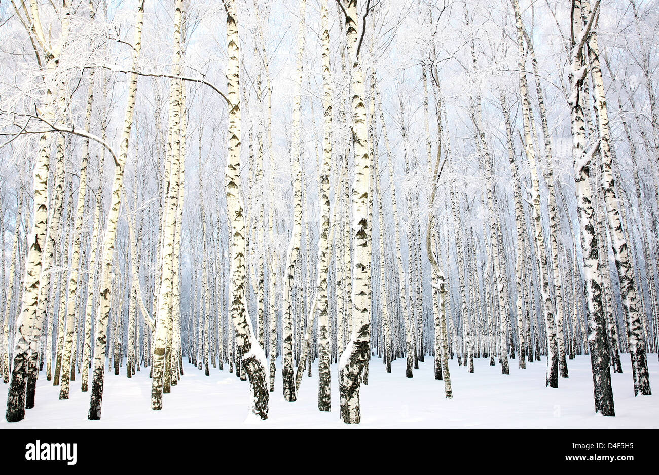 Beau Birch Grove avec branches neige couvert Banque D'Images