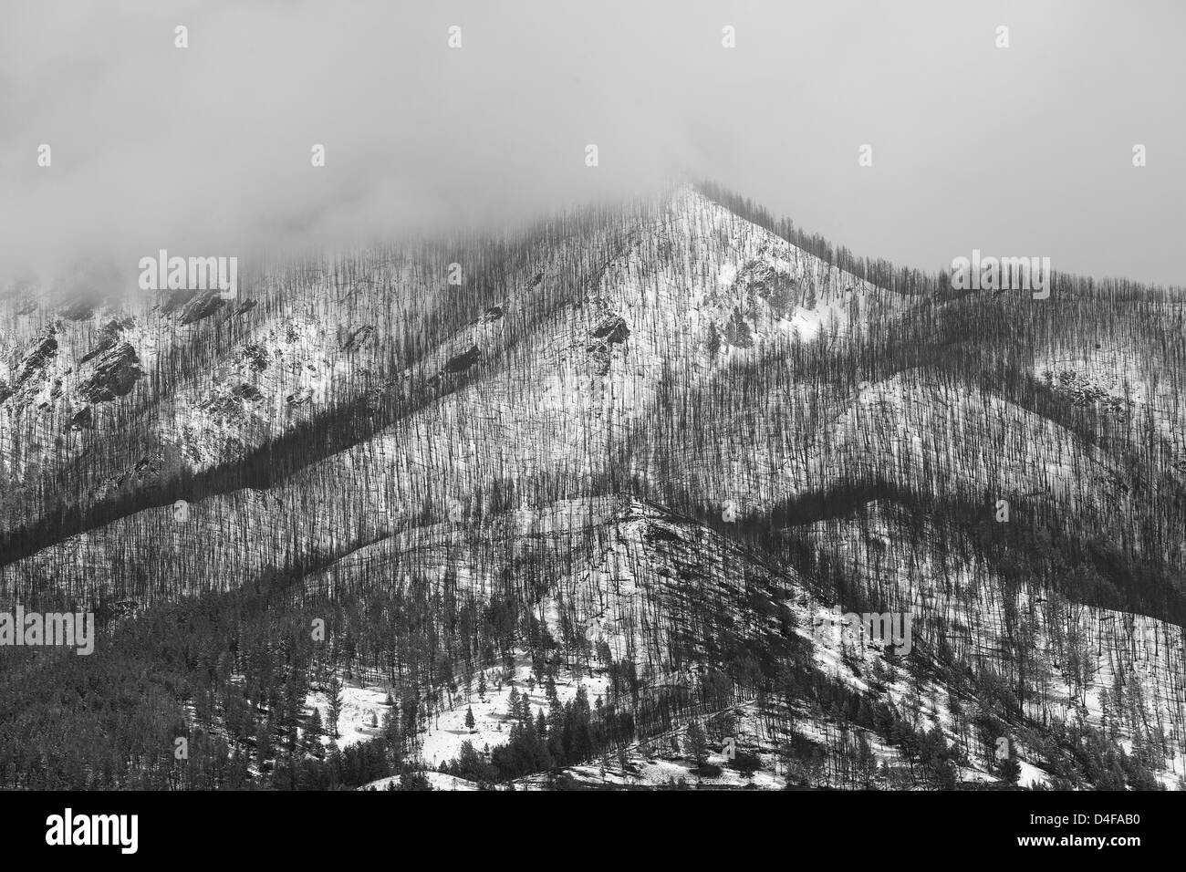 Les arbres croissant sur montagne enneigée Banque D'Images