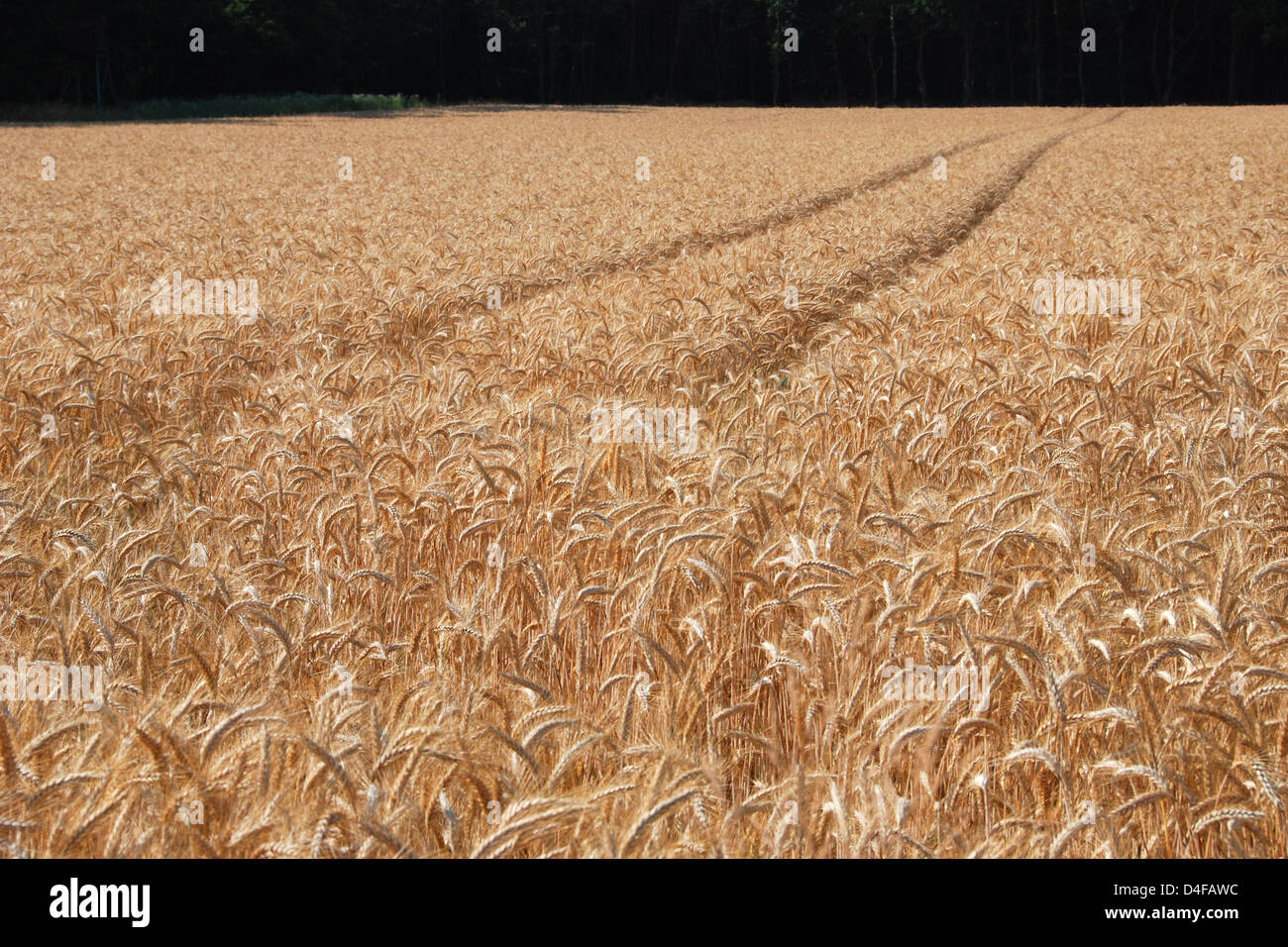 Seigle poussant dans le champ Banque de photographies et d’images à ...