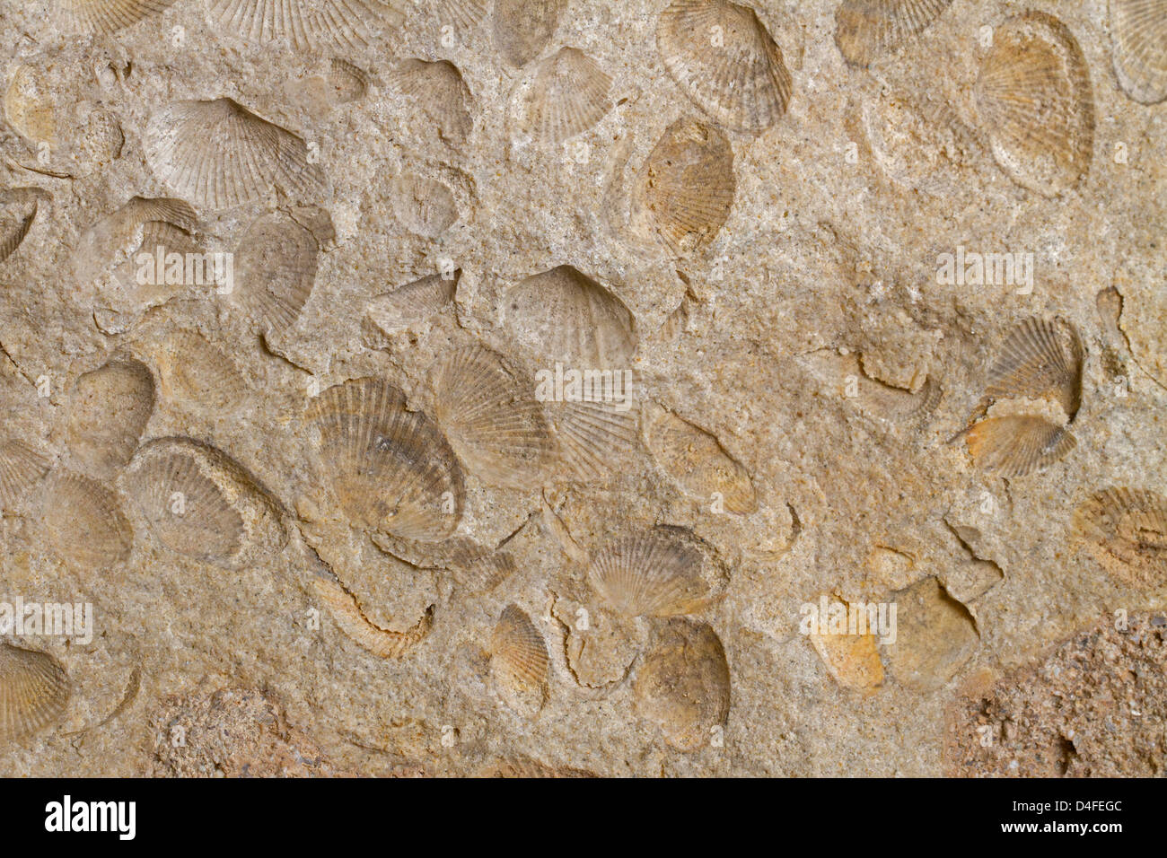 Des fossiles de coquillages, Grèce Banque D'Images