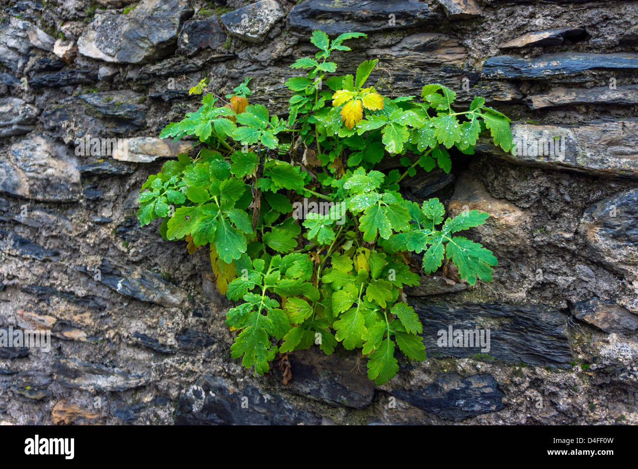 Plante vert foncé avec de plus en plus de gouttes sur mur de pierre Banque D'Images