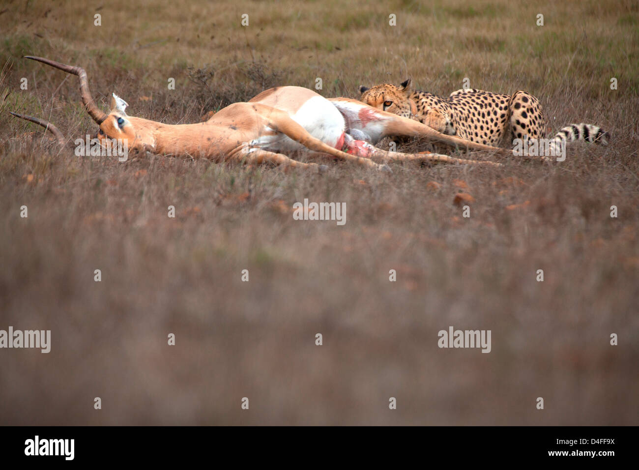 Guépard et ses captures 2 Banque D'Images