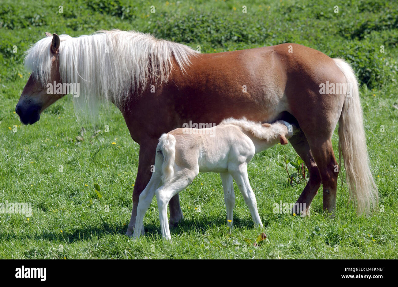 Une jument frison allaite son poulain âgé de 10 jours sur un pré à goujon frison' dans 'Ziegelhof Rommerskirchen, Allemagne, le 5 mai 2008. Photo : Horst Ossinger Banque D'Images