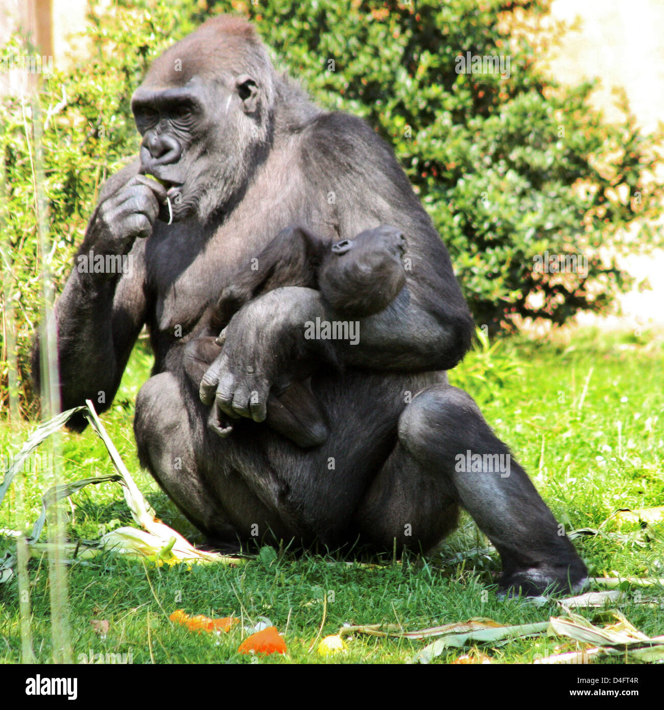 Onze ans femelle gorille Gana pleure pour son bébé mort Claudio, né le 09 mai 2008, au zoo de Münster, Allemagne, 16 août 2008. Gana a négligé sa première-née Mary deux avant l'établissement de l'acceptation de sa deuxième-né Claudio qui est mort pour des raisons imprévisibles mais encore incertain. Gorilla parents ne pleurons pour les membres du clan qui est décédé avec l'ensemble du groupe et la Banque D'Images