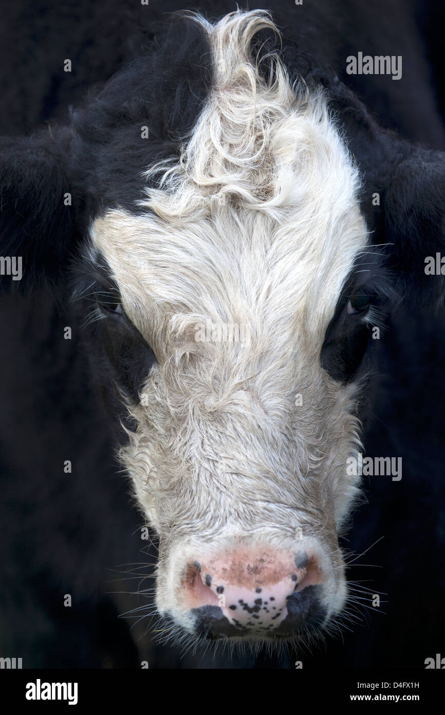 Close-up de vaches Face Banque D'Images