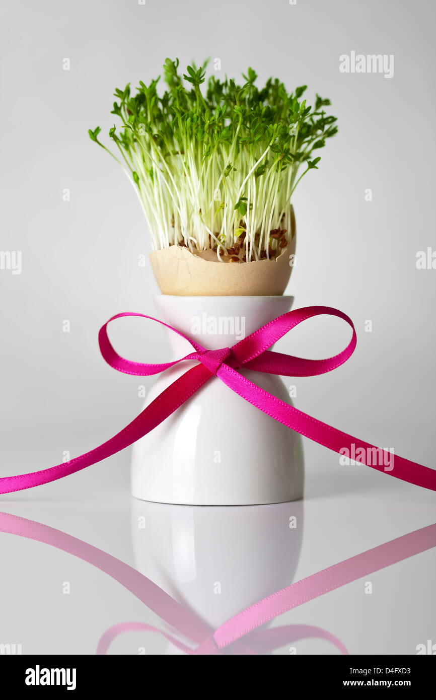 La coquille des œufs de Pâques avec les verts et ruban rose sur fond gris. Maison de composition, avec copie espace concept art Banque D'Images