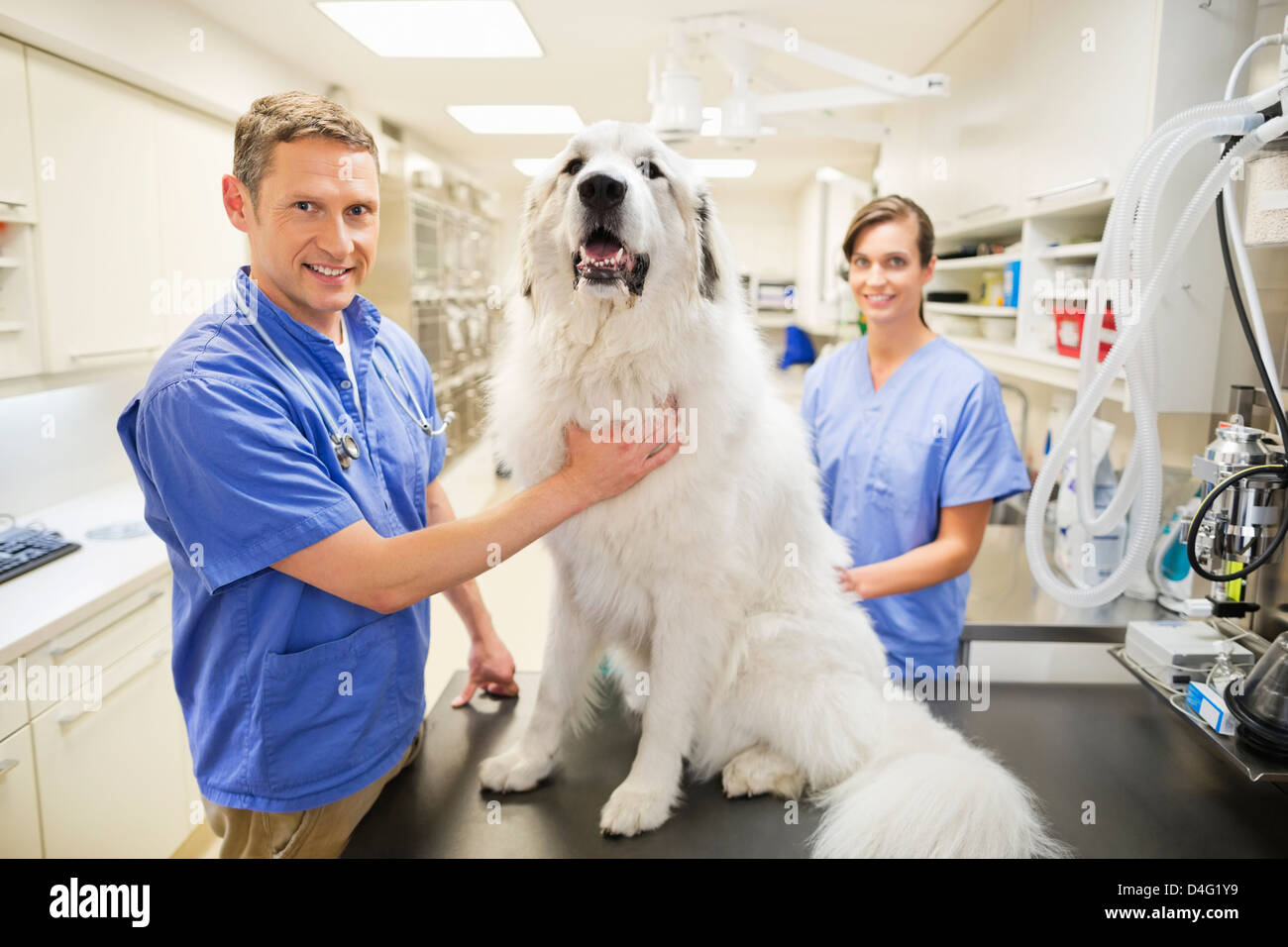 L'examen vétérinaire s chien dans la chirurgie de l'EFP Banque D'Images