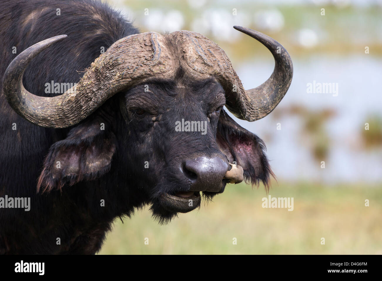 Buffle (Syncerus caffer), avec redbilled oxpecker (Buphagus erythrorhynchus), Parc national du lac Nakuru, Kenya, septembre Banque D'Images