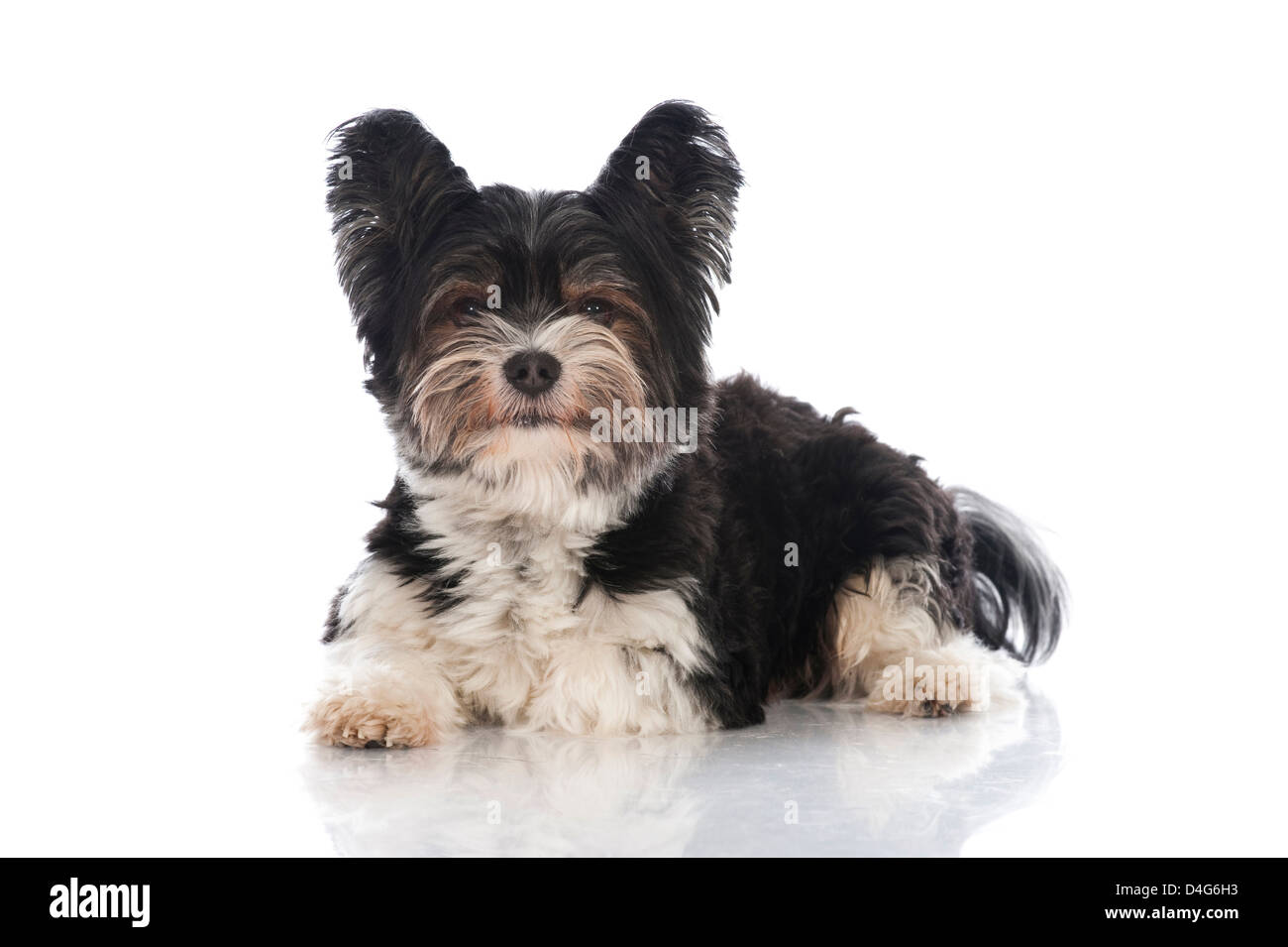 Yorkshire Terrier castor isolated on white Banque D'Images