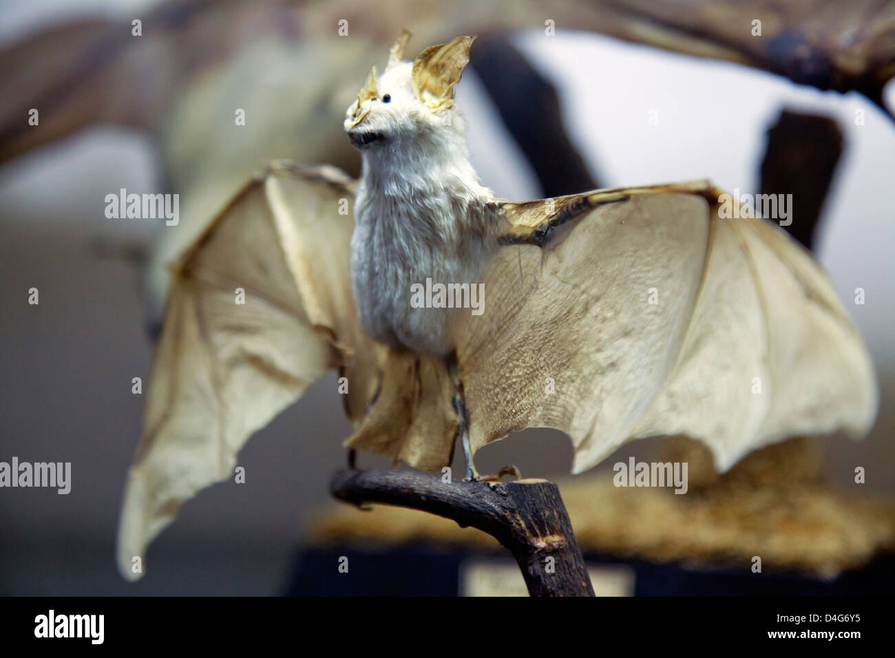 Petit animal en peluche chauve-souris drôle sur fond blanc Banque D'Images