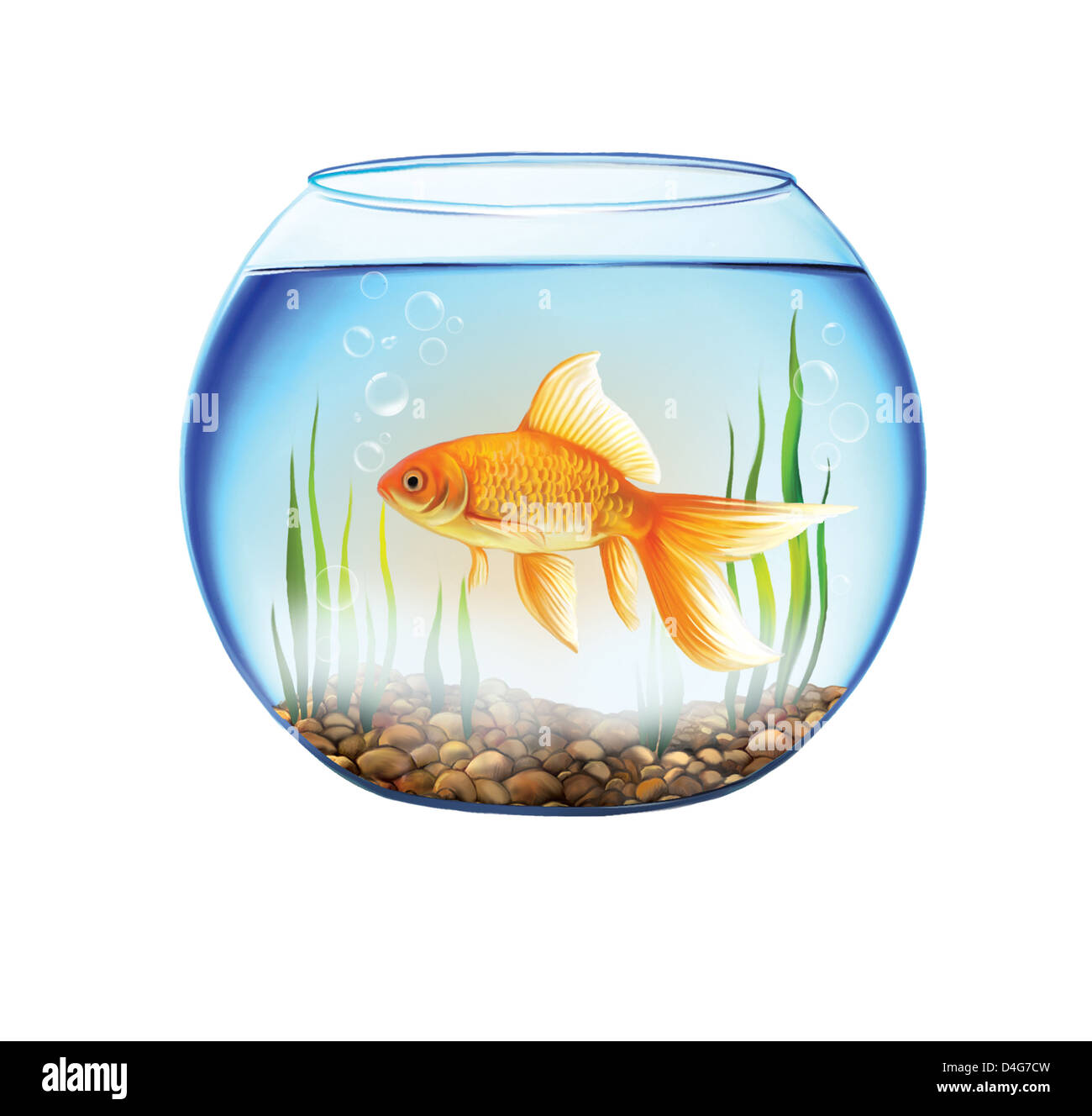 Fishbowl aquarium bowl Banque de photographies et d'images à haute  résolution - Alamy