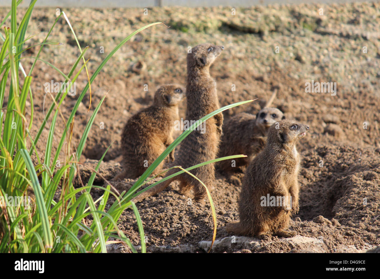 Meerkat babies Banque de photographies et d’images à haute résolution