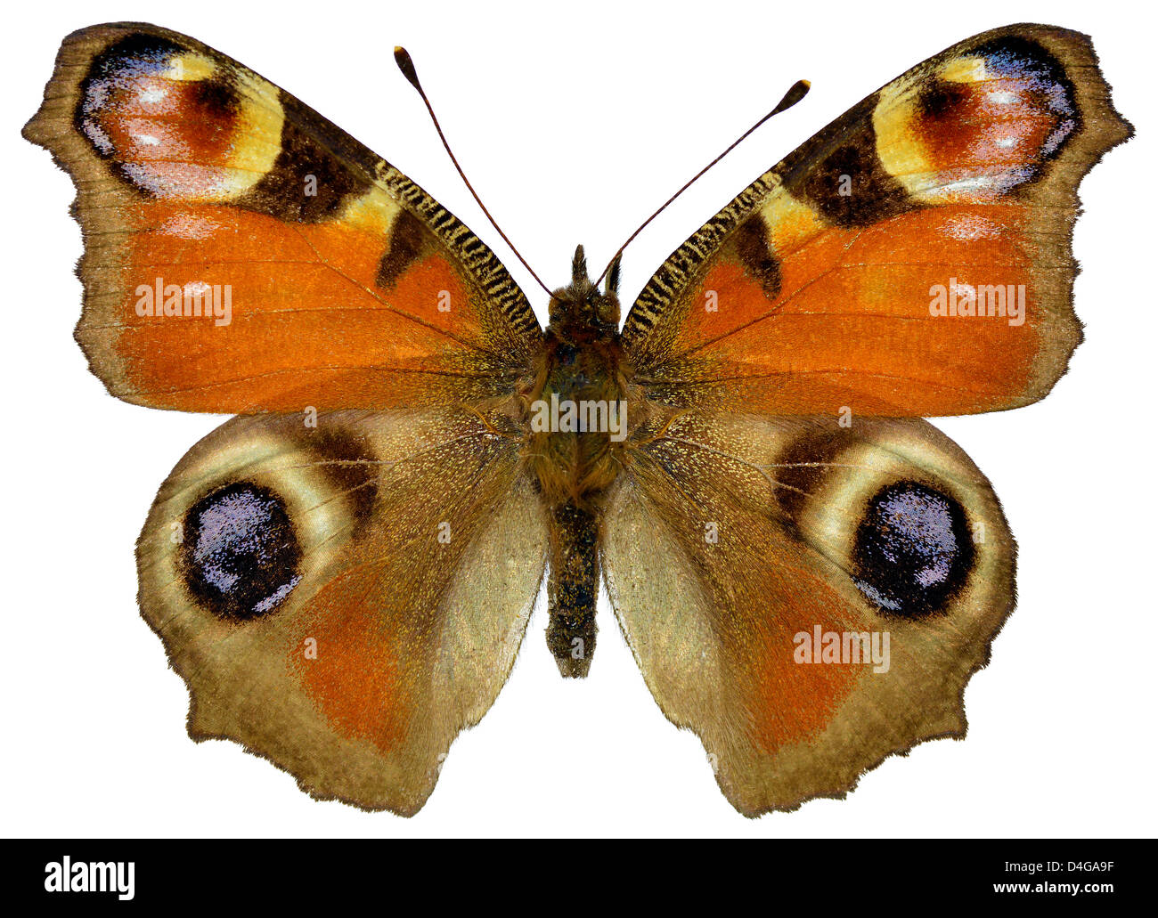 Papillon Paon européen (Inachis io) isolé sur fond blanc Banque D'Images