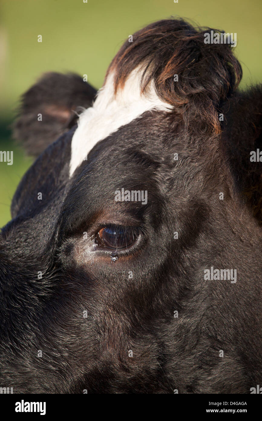 Close-up de vaches Face Banque D'Images