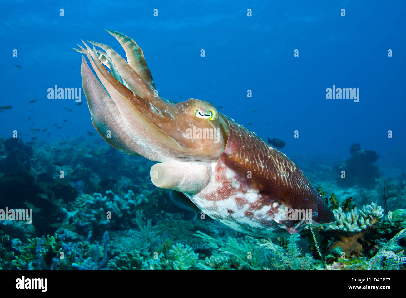 Un broadclub la seiche, Sepia latimanus, Komodo, Indonésie. Banque D'Images