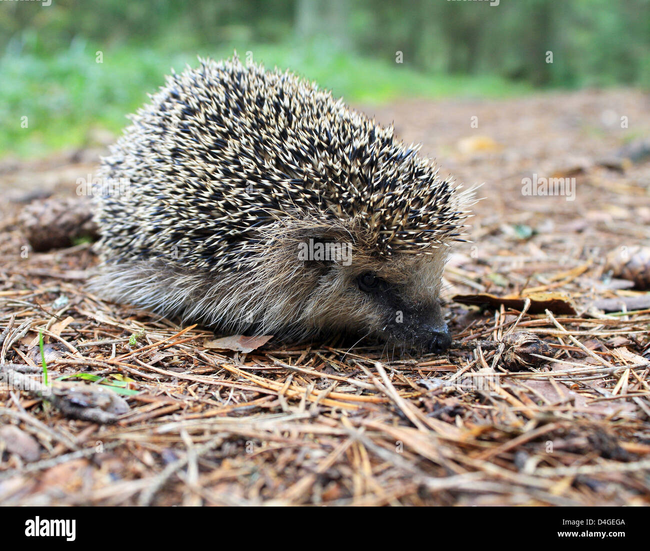 Hedgehog dans le bois sur un sentier Banque D'Images