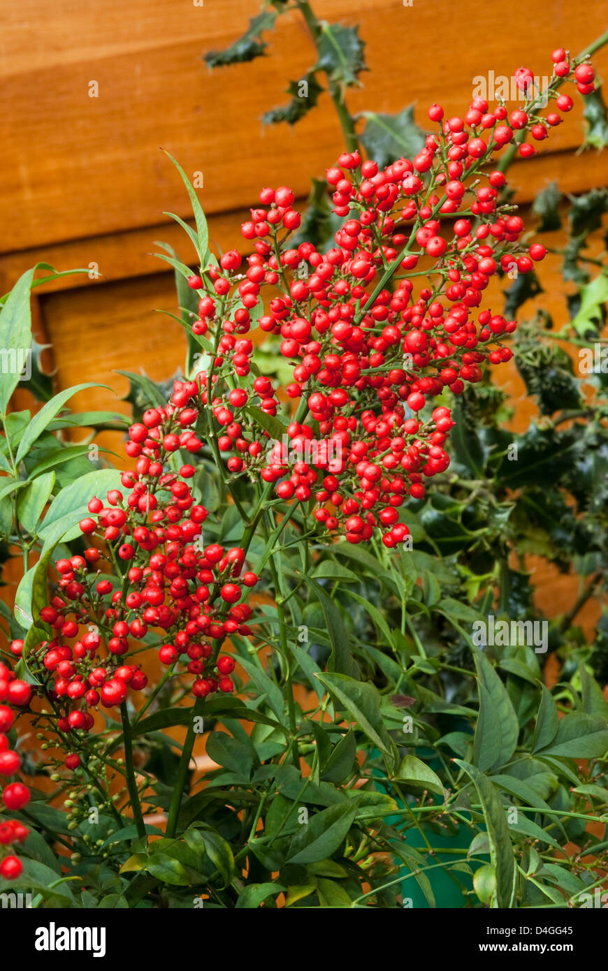 La Nandina domestica 'Richmond' Banque D'Images