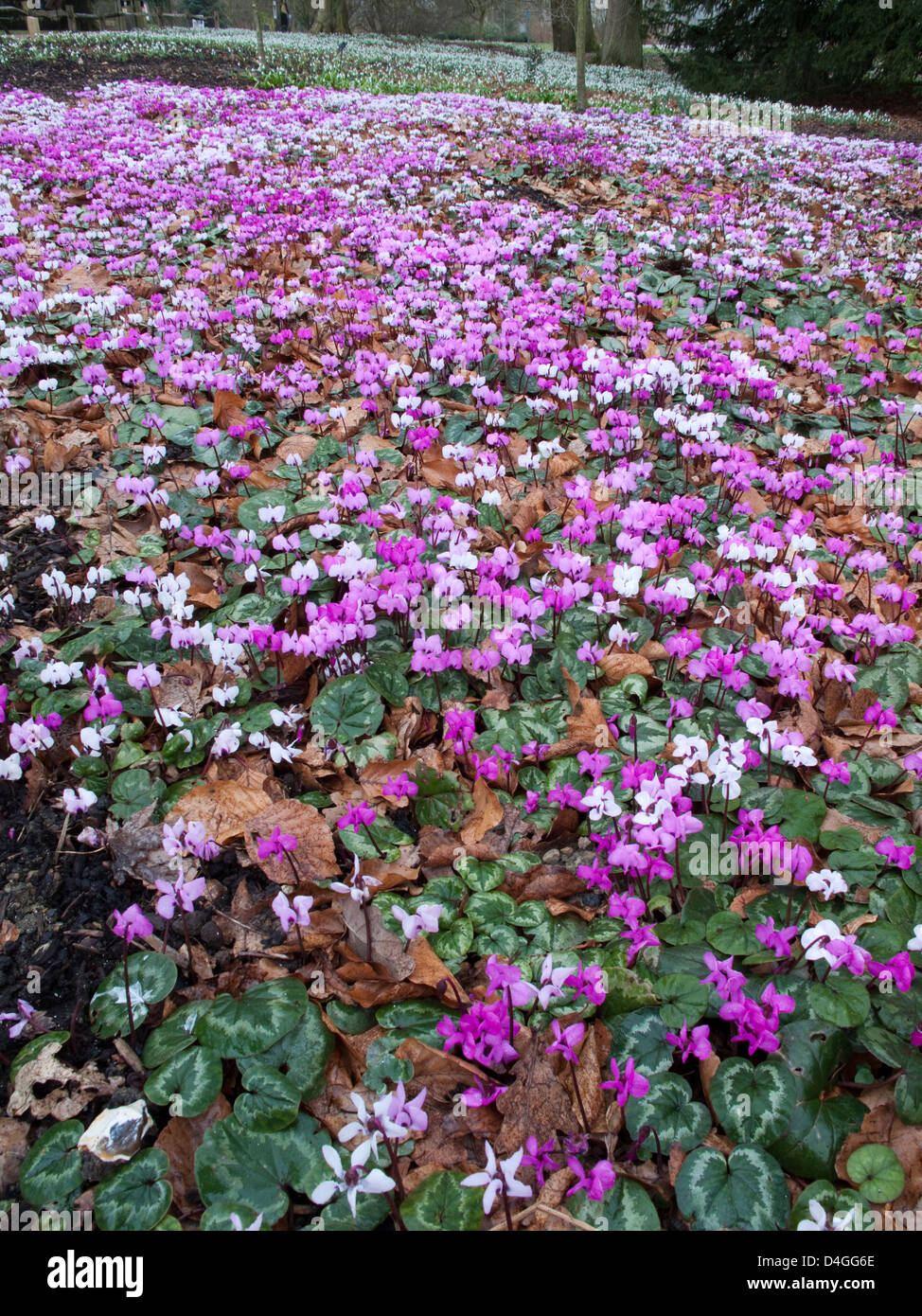 Wakehurst Place Royal Botanic Gardens Kew superbe Cyclamen coum coum dérive ssp accueillent les visiteurs à l'entrée de Wakehurst Place Banque D'Images