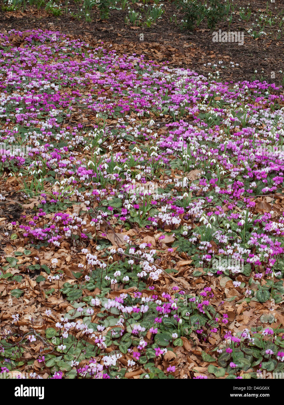 Wakehurst Place Royal Botanic Gardens Kew superbe Cyclamen coum coum dérive ssp accueillent les visiteurs à l'entrée de Wakehurst Place Banque D'Images