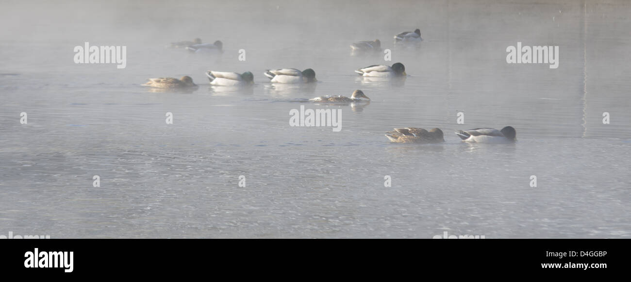 Les Canards d'hiver - Canard colvert sur la rivière Banque D'Images