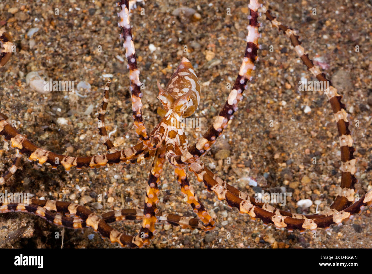 Thaumoctopus mimicus Mimic octopus, Philippines. Banque D'Images