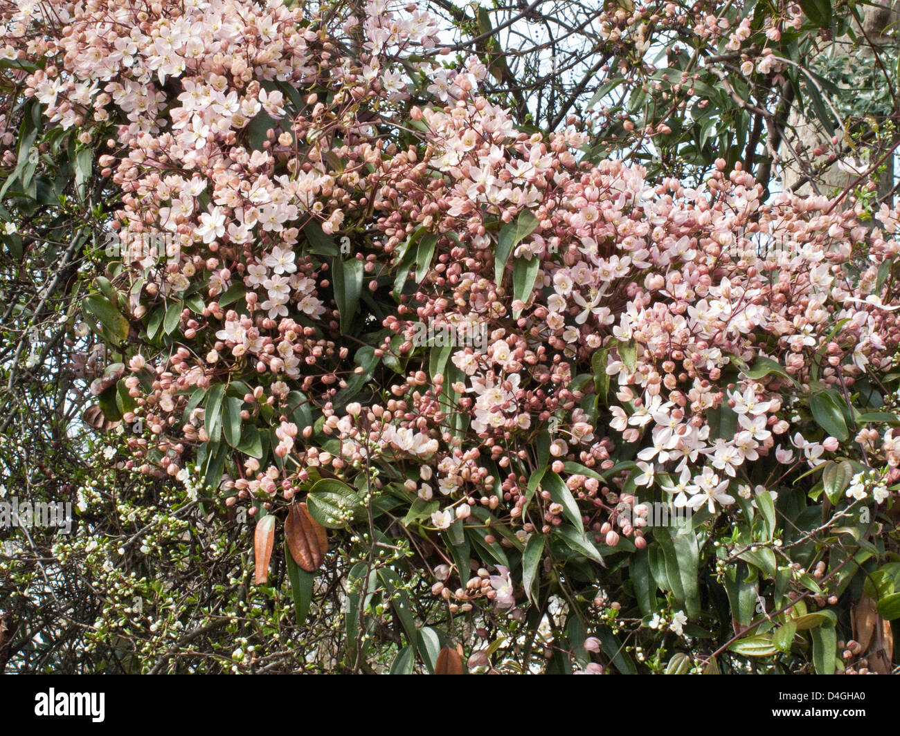 Clematis armandii 'Apple Blossom'. Aga. Banque D'Images