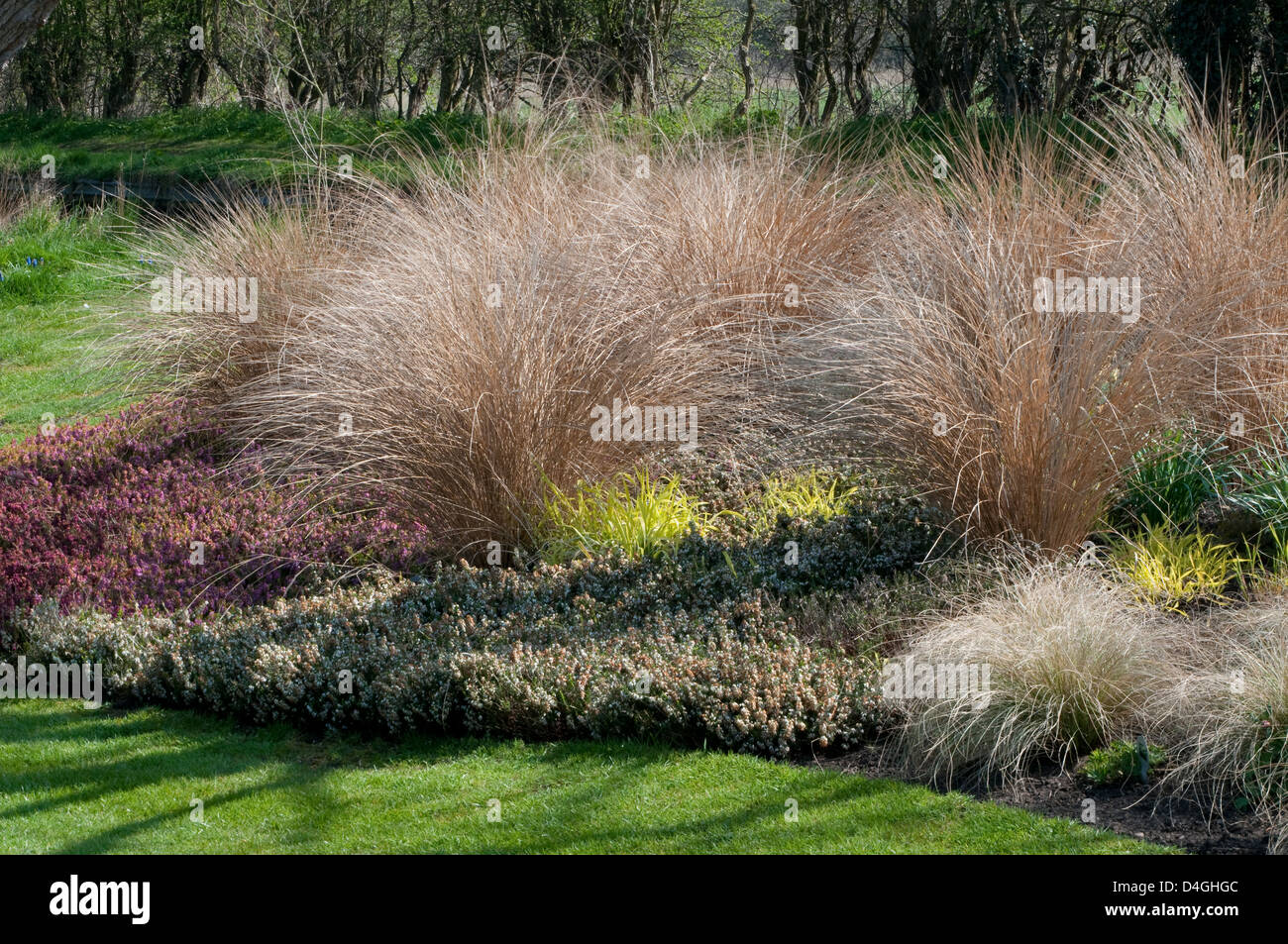 Jardin du printemps à l'ANAH Nurseries (John's Garden) Bruyères, milium, Arundinaceae. Banque D'Images