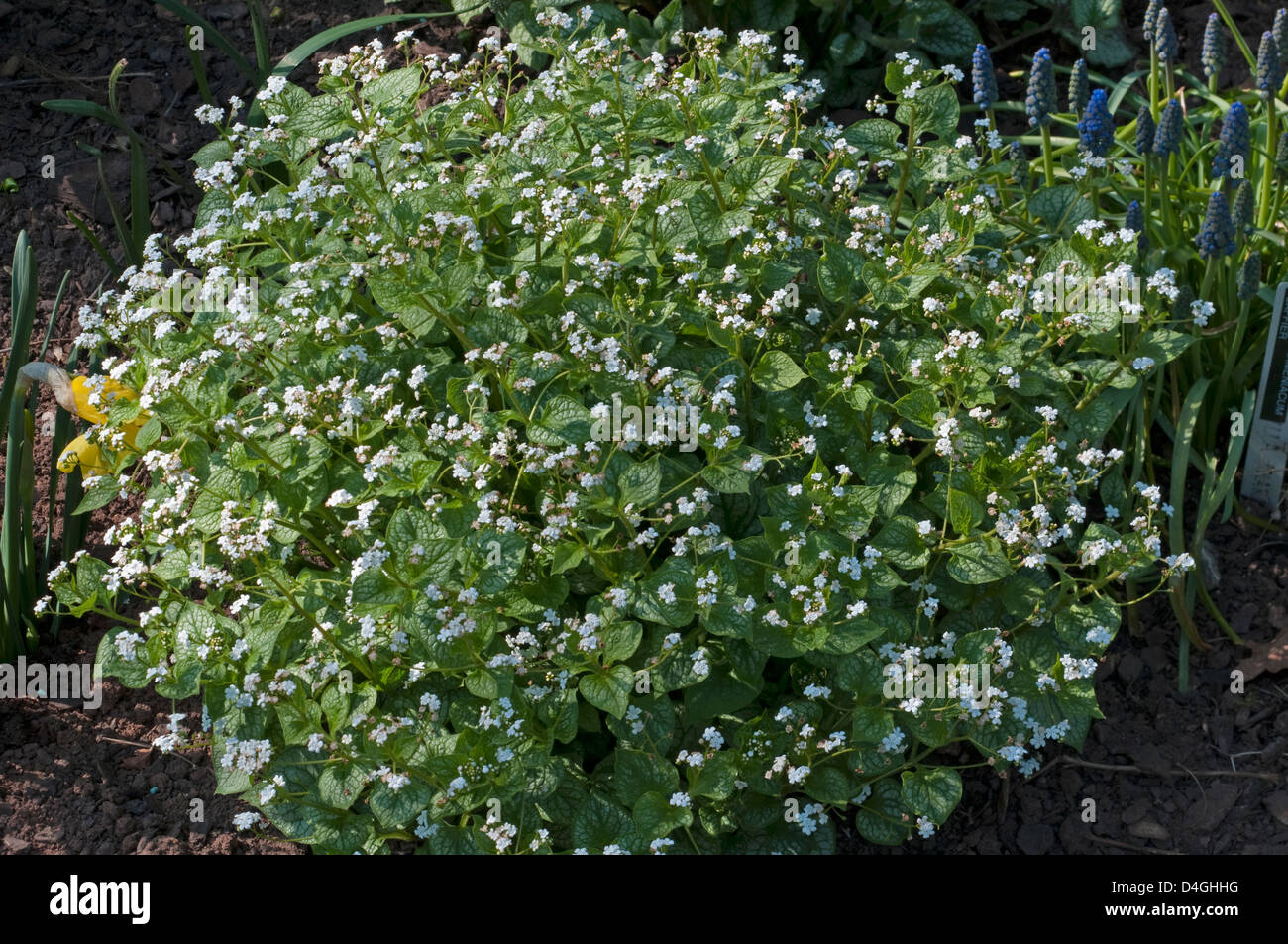 Brunnera macrophylla 'Mr.Morse'. Banque D'Images