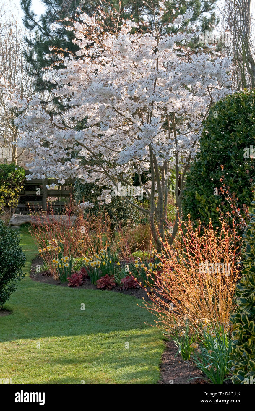 Prunus incisa 'La Mariée' avec des tiges de couleur (Cornus) en premier plan à John's garden, Anah pépinières. Banque D'Images